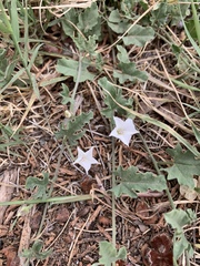 Convolvulus equitans