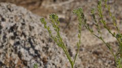 Cryptantha decipiens