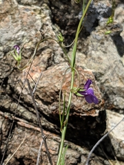 Neogaerrhinum strictum