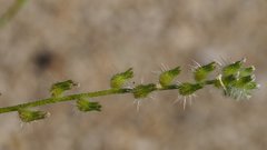 Cryptantha decipiens