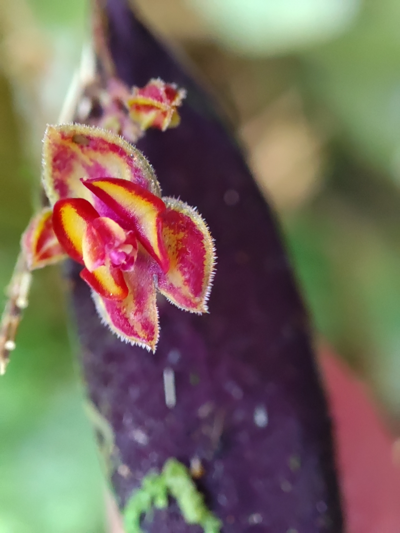 Lepanthes intonsa image