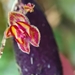 Lepanthes intonsa - Photo (c) nathalycabezas, some rights reserved (CC BY-NC)