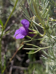 Neogaerrhinum strictum