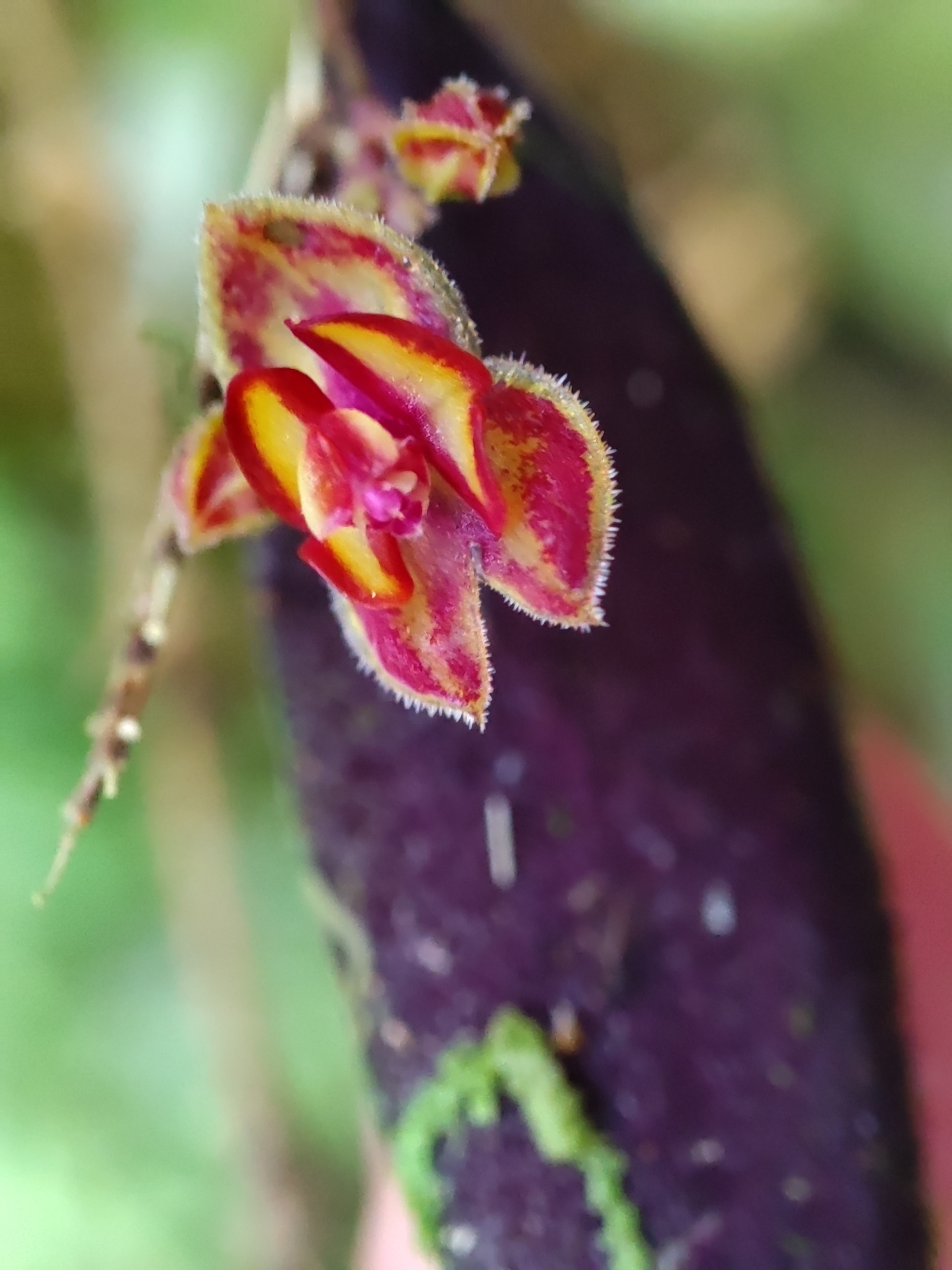 Lepanthes intonsa image