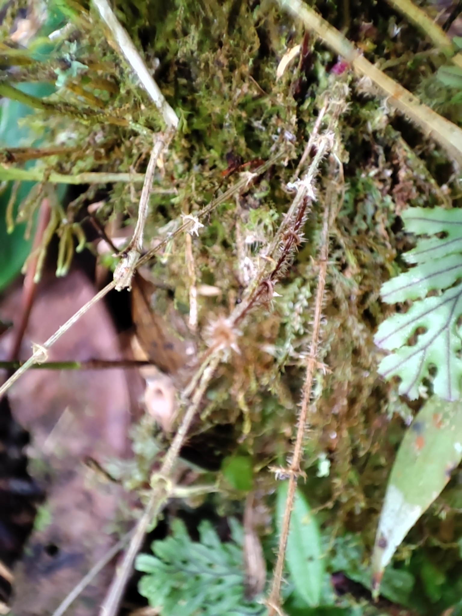 Lepanthes intonsa image