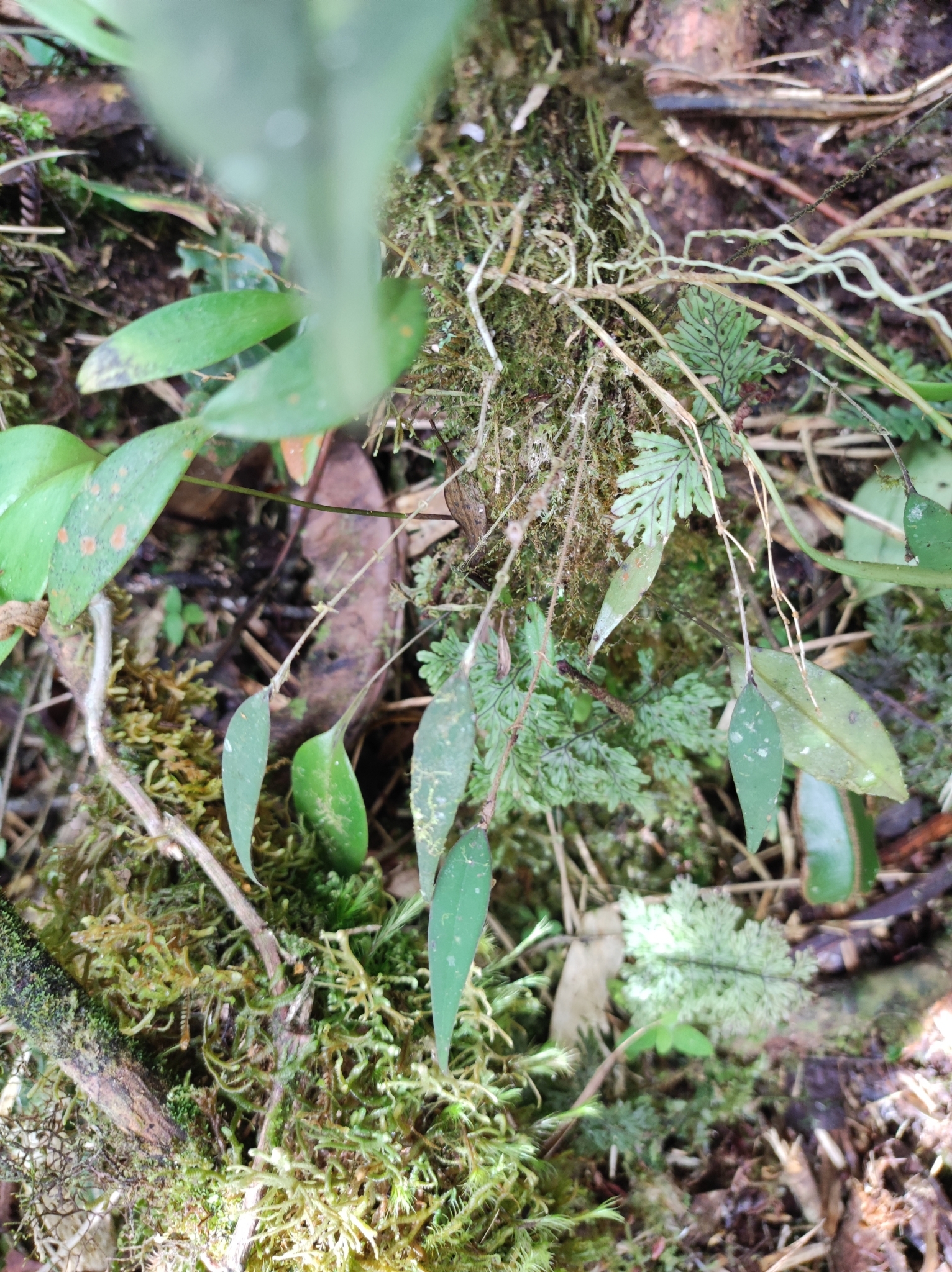 Lepanthes intonsa image