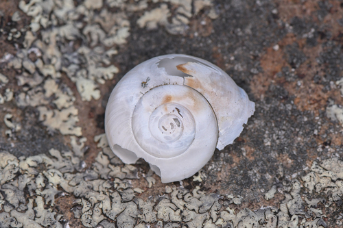Martirelix huertai