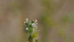 Cryptantha decipiens