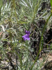 Neogaerrhinum strictum
