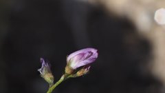 Astragalus nuttallianus cedrosensis