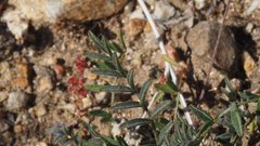 Astragalus nuttallianus cedrosensis