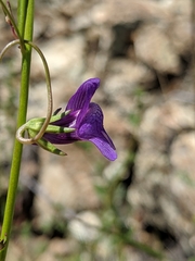 Neogaerrhinum strictum