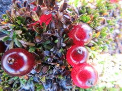 Coprosma atropurpurea