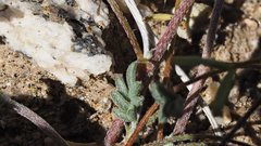 Astragalus nuttallianus cedrosensis
