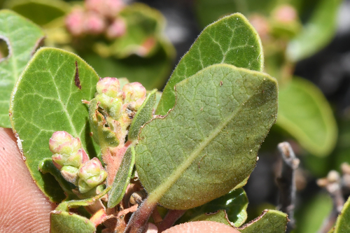 Rhus kearneyi, photograph 3