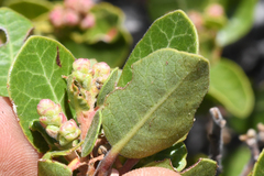 Rhus kearneyi, photograph (c) Trevor Van Loon, some rights reserved (CC BY)