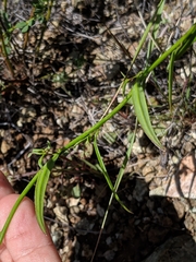 Neogaerrhinum strictum