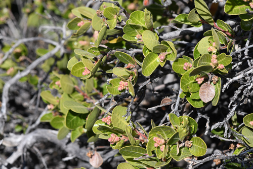 Kearney's Sumac (Rhus kearneyi)