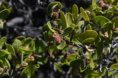 Rhus kearneyi, photograph (c) Trevor Van Loon, some rights reserved (CC BY)