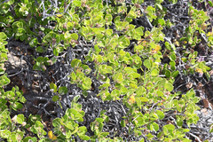 Rhus kearneyi, photograph (c) Trevor Van Loon, some rights reserved (CC BY)