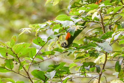 Dusky-cheeked Fig Parrot (Nannopsittacus melanogenia), photo 5