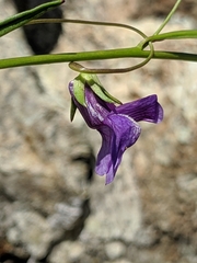 Neogaerrhinum strictum