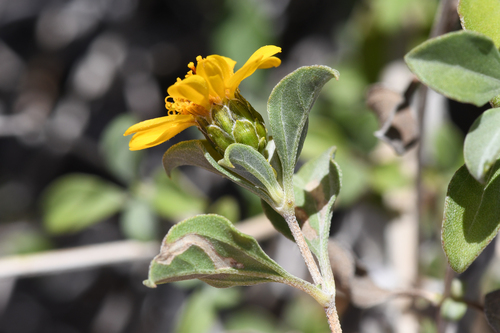 la purisima viguiera (Aldama purisimae)