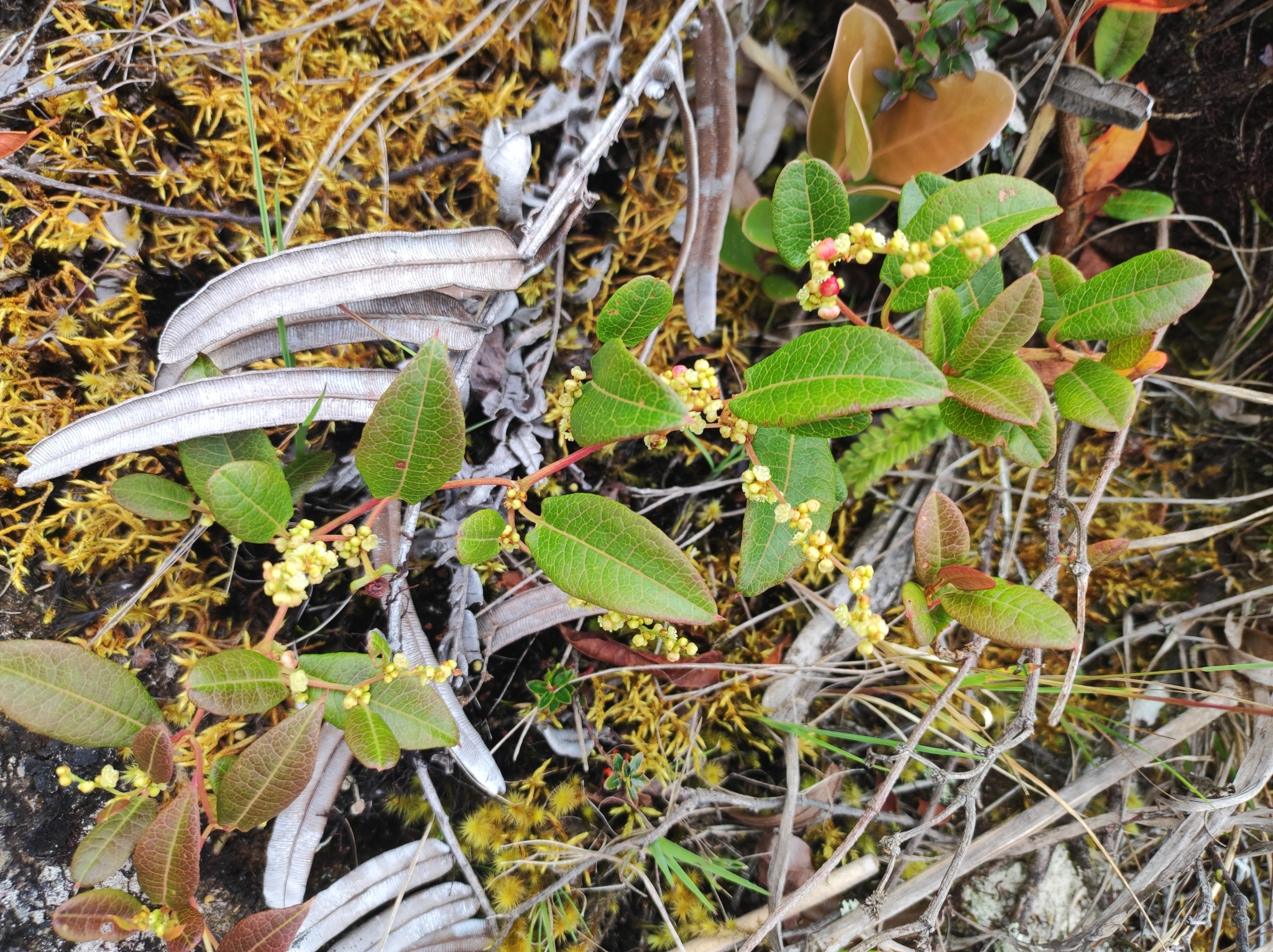 Muehlenbeckia image