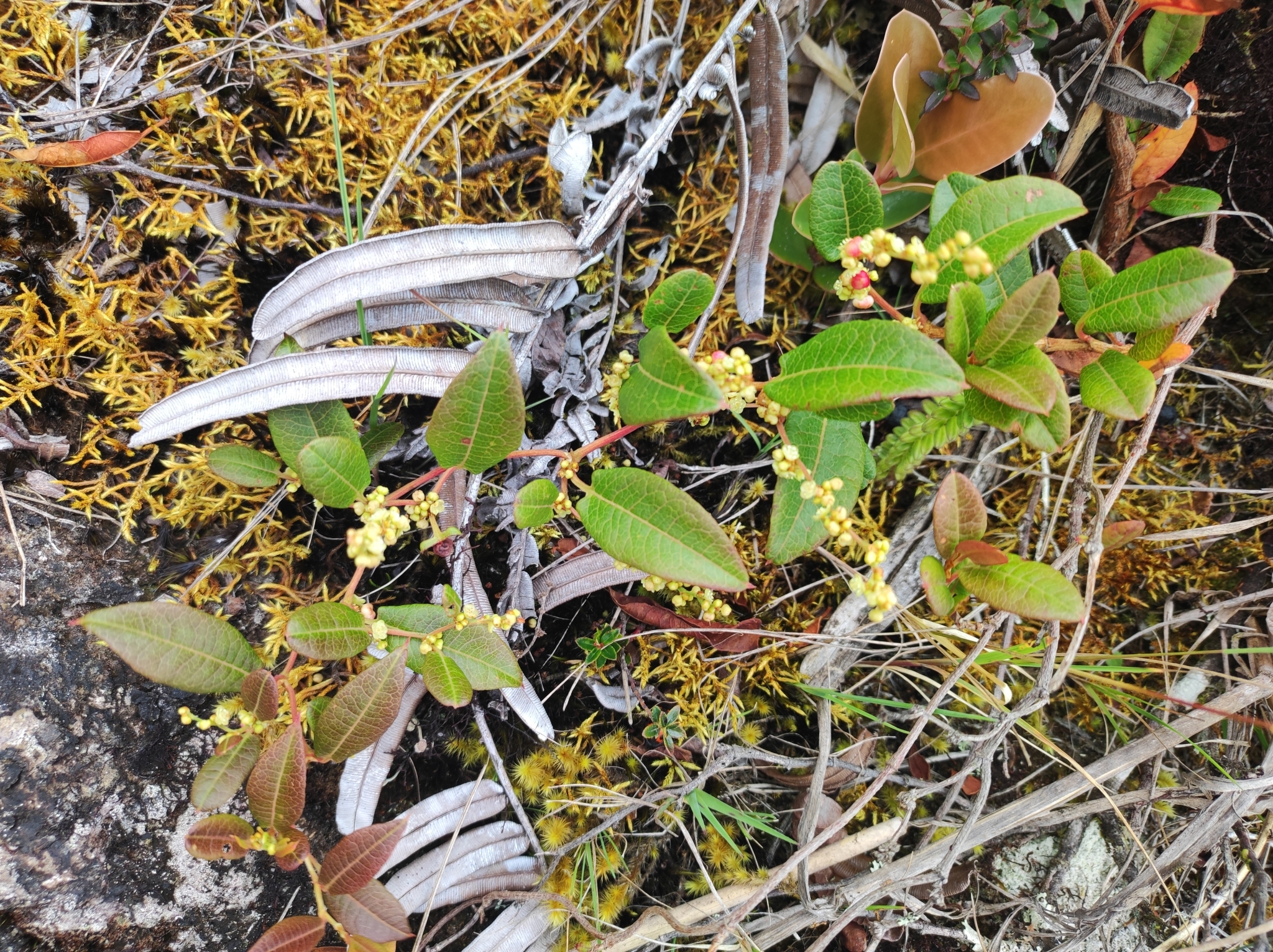 Muehlenbeckia image