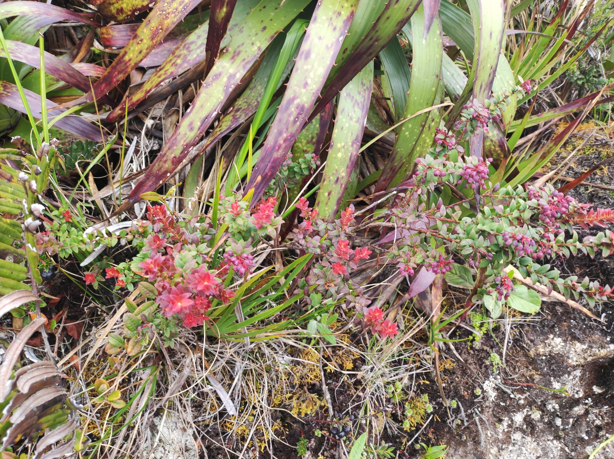 Vaccinium image