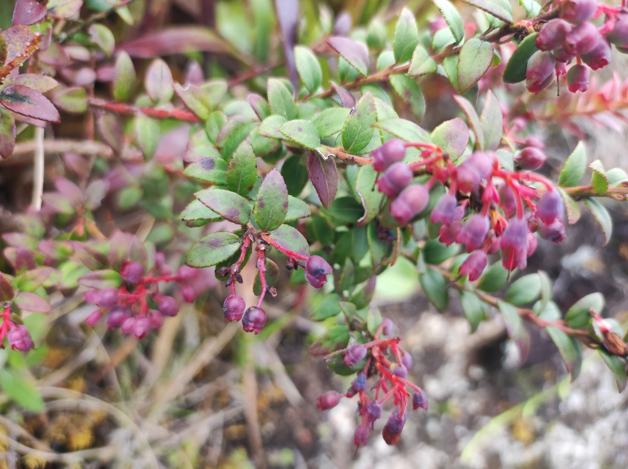 Vaccinium floribundum image