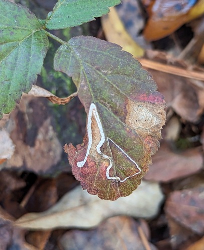 Stigmella villosella photo 4