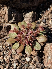 Chorizanthe aphanantha