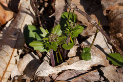 Cardamine douglassii