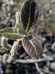 Salix breweri