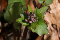 Cardamine douglassii