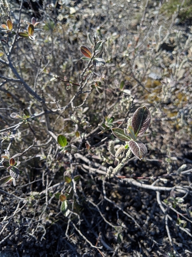 Image of Salix breweri by no rights reserved