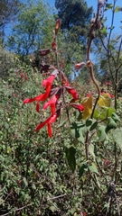 Salvia gesneriiflora