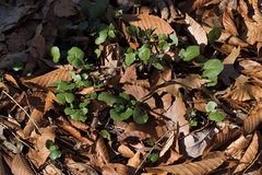 Cardamine douglassii
