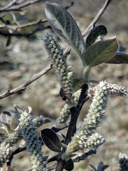 Salix breweri