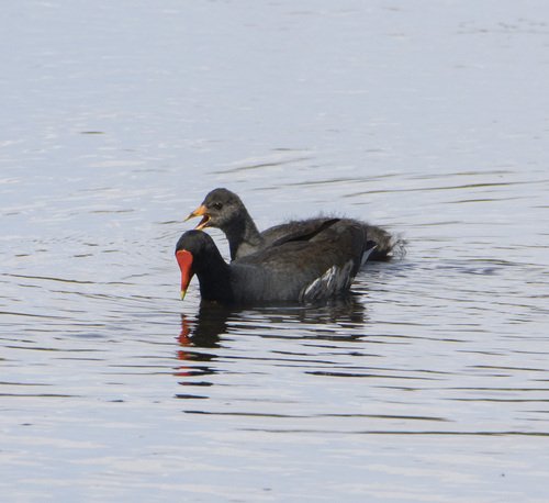 galinha-d'água (Gallinula galeata)