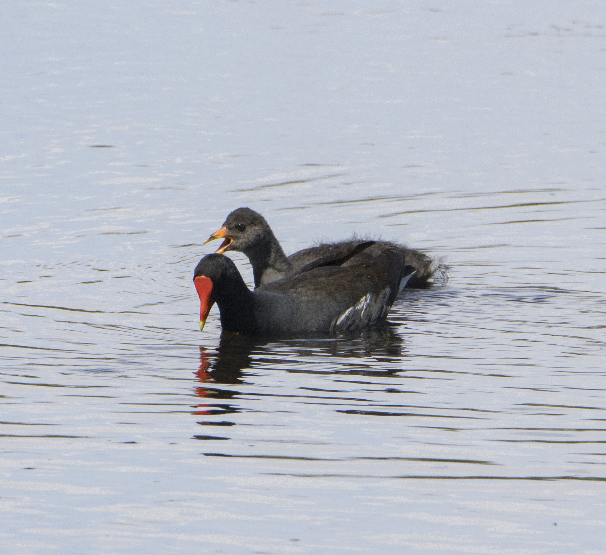 American Moorhen (Gallinula galeata)