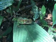 Enyalioides laticeps