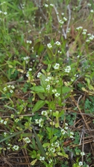 Valerianella radiata