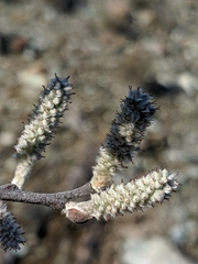 Salix breweri