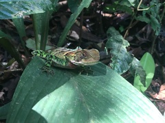 Enyalioides laticeps