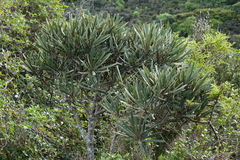 Pseudopanax ferox