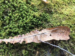 Tilia americana americana