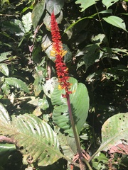 Palicourea subspicata