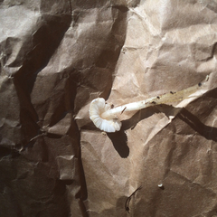 Leucoagaricus serenus